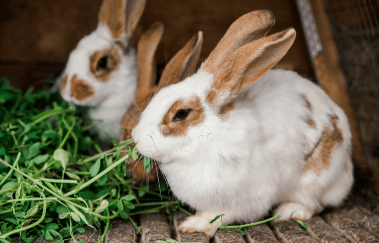 Top Bunny Names for 2025 – Find the Perfect Name for Your Rabbit!